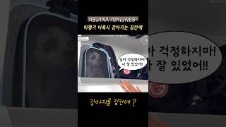[ 비행기 이륙시 강아지는 짐칸에? ] 강아지 기내동반 규정, 아시아나항공