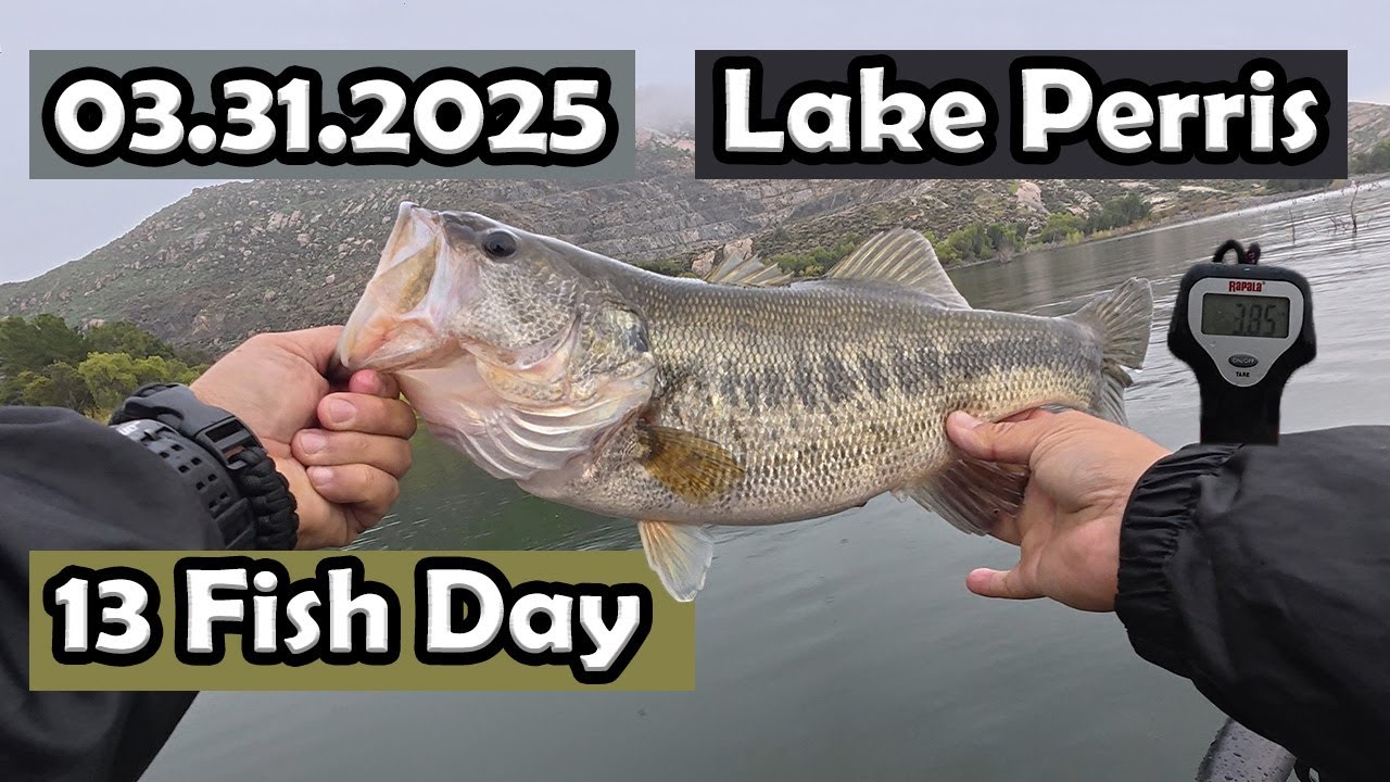 Lake Perris Bass Fishing: 13 Fish Day! #lakeperrisfishing #zmanfishingproducts #spawningbassfishing