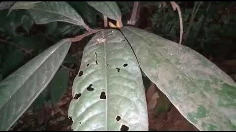 Cây sâm đen. Sâm quý mọc trong rừng già - các loại sâm rừng