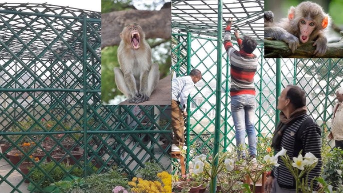 Monkey 🐵 Proof Terrace Garden #monkey #terrace #garden