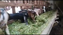 Penggemukan Kambing dengan Daun Tebu 081334272800 - Durasi: 3.21. 