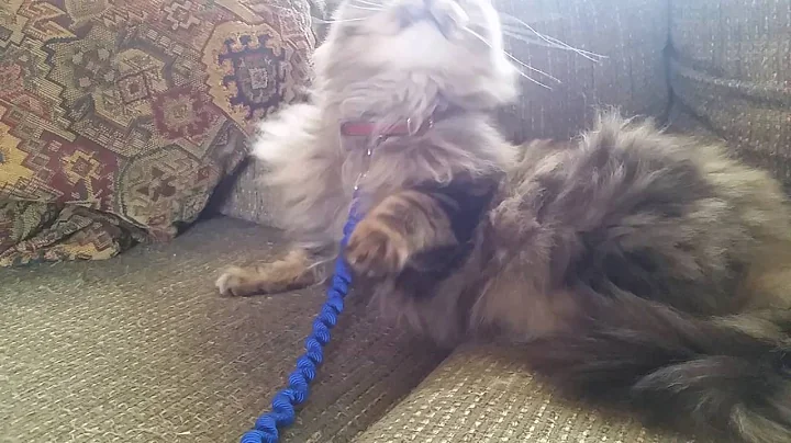 Video 11734951: siberian kitten