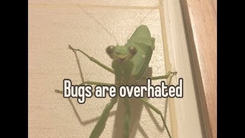 I Wish Bugs Were Real