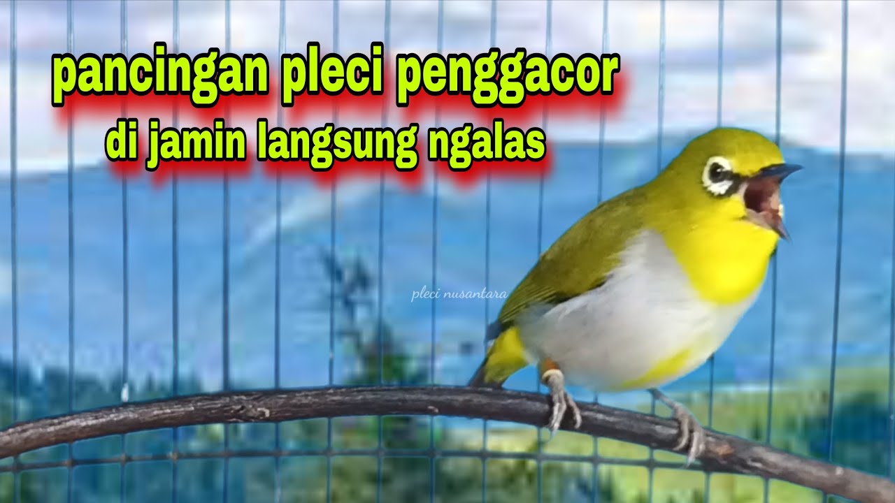 Burung Pleci Gacor Suara Ngalas || Pancingan Pleci Ngalas, Pleci Bustomi Gacor
