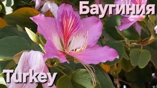 картинка: Баугиния / Bauhinia / Весна в Турции