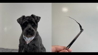 Super Hairy Ears! | Miniature Schnauzer Summer Cut | Dog Grooming