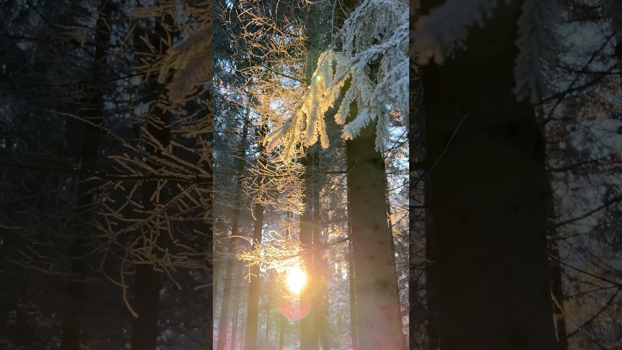 Sunset in the Snowy Forest 🌅 