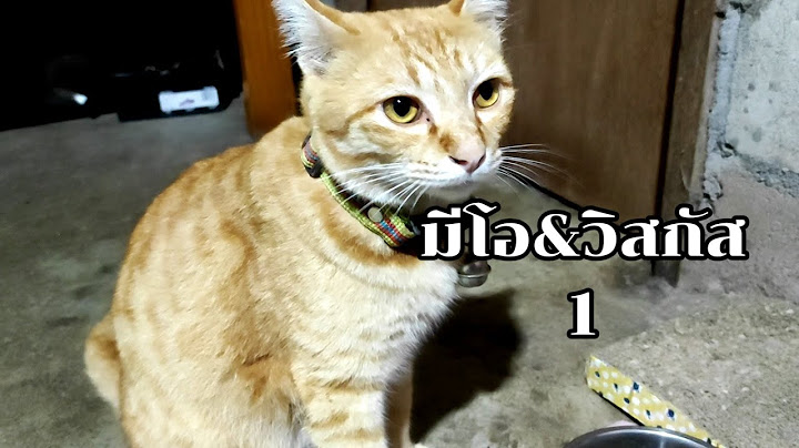 วิสกัส&มีโอ