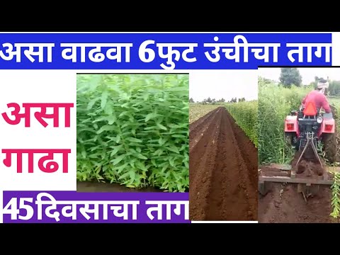 असा वाढवा 6 फुट उंचीचा ताग,असा गाढा45दिवसाचा ताग,#ताग, Krushi tirth, Agriculture,