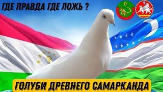 картинка: КАК НАЗЫВАЛИ ТАДЖИТСКИХ ГОЛУБЕЙ 60 ЛЕТ НАЗАД В ТАДЖИКИСТАНЕ ?  ЧЕРНОНОСЫЕ БУХАРСКИЕ ГОЛУБИ! ПРАВДА)