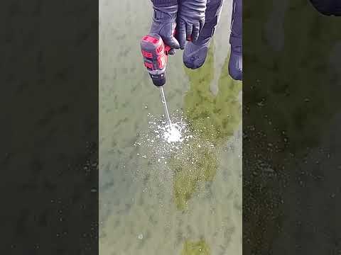Vídeo: Cães podem nadar no lago Burke?