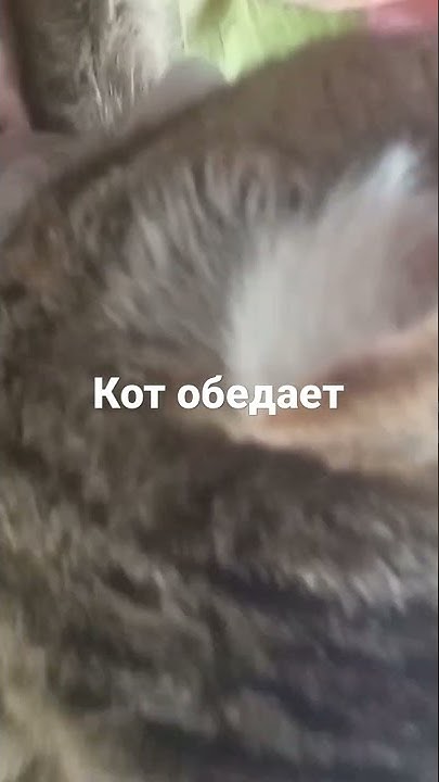 кот обедает - YouTube