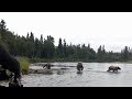 Wildlife cameraman charged by a bear