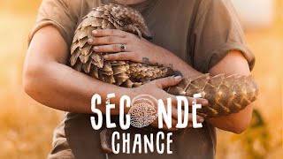 SAUVÉS DU BRACONNAGE | L’animal le plus traqué du monde – Documentaire Animalier
