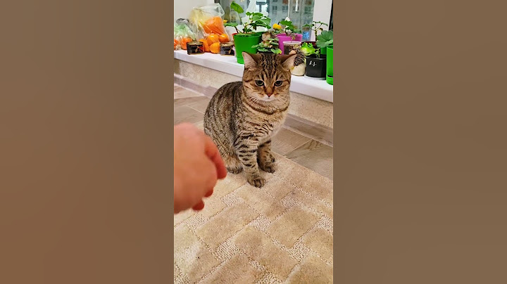 Как погладить дикую кошку. Уговариваю кошку, дай поглажу.