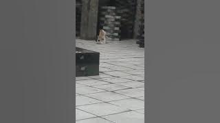 Vidio viral..anak kuliah vs tukang galon