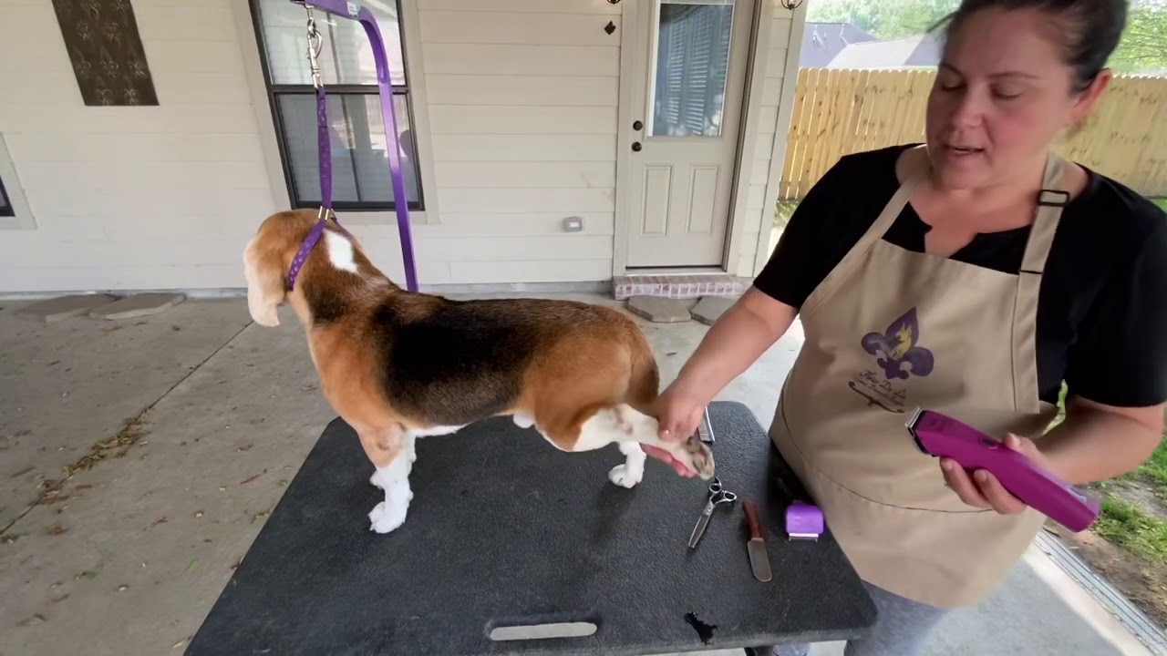 Beagle show grooming 101 part 1 YouTube