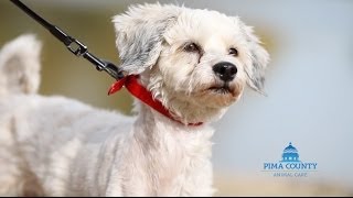 Pima Animal Care Center - Osa Rescue