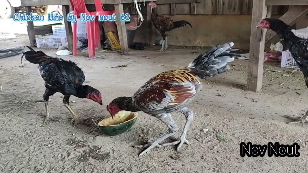 A joyful moment for chickens with the food they love. Chicken fie by Nov nout 62
