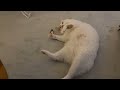 ぽてぽて