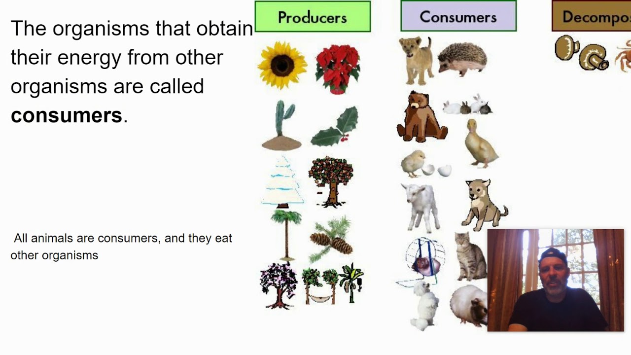 producers & consumer - YouTube