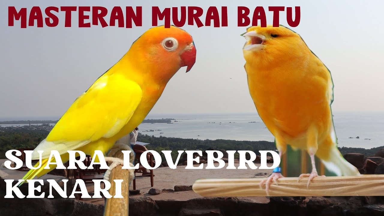 Masteran burung Suara Kenari dan Lovebird untuk MURAI Batu, Cak Ijo