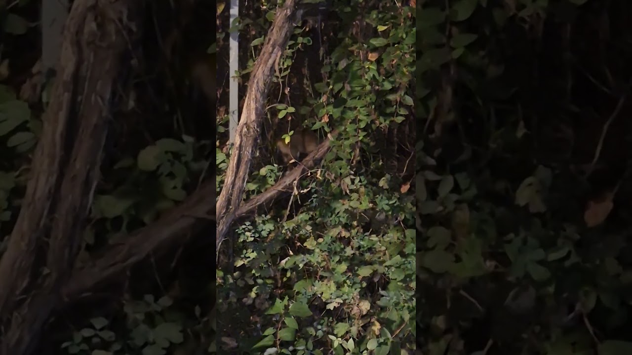 Драка лисёнка с кошкой за еду. A fight between a fox and a cat for food