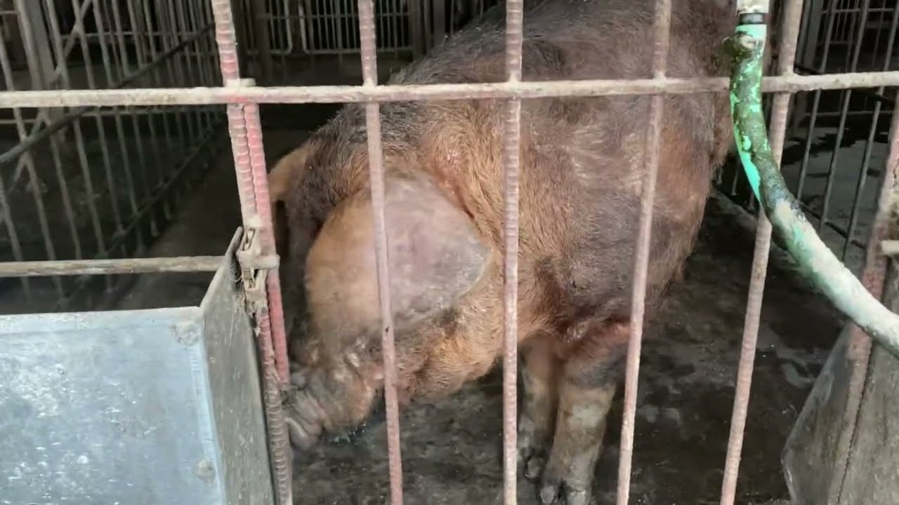 デュロックのオス豚を観察 - YouTube