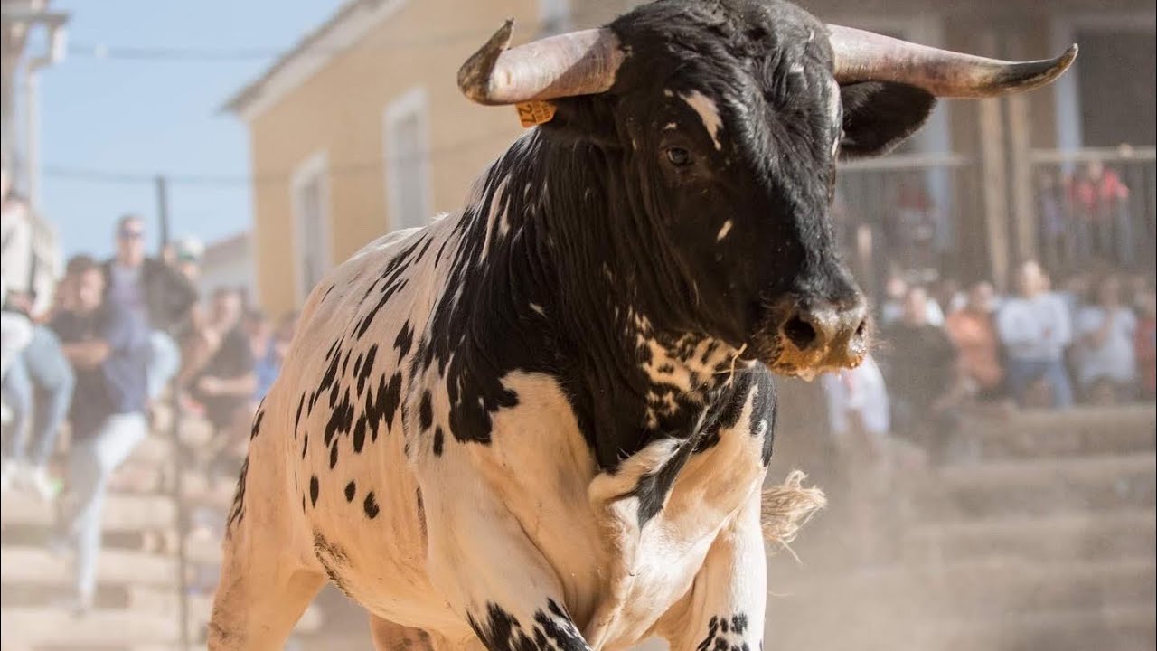 3º NOVILLO ALBALATE DE LAS NOGUERAS 2022