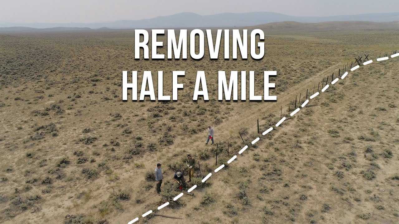 Fixing Fences For Migrating Antelope | CONSERVATION CONVOS