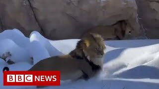 Lions at Denver Zoo frolic in the snow after historic blizzard  BBC News