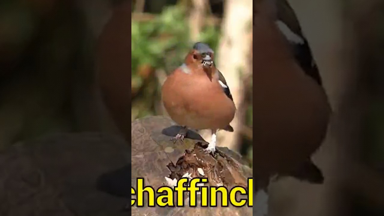 chaffinch Bird and sound 