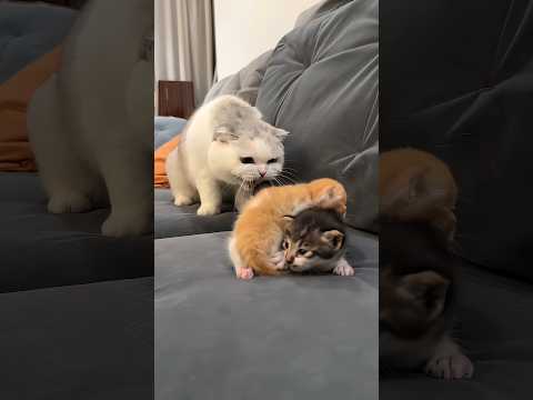 Abandoned Kittens 😻