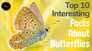 Top 10 Interesting Facts About Butterflies