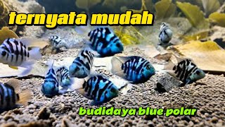 The Secret to Successfully Cultivating Blue Polar Fish at Home!