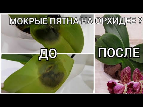 Видео: Болести на фаленопсис в резултат на неправилна грижа