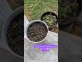 THEY'RE GROWING! 🌼 #gardening #flowers #subscribe #shorts #garden #flower