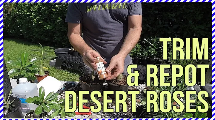 Salvando sua Rosa do Deserto: Poda e replantio para crescimento saudável 🌵