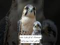 هيحصلك إيه لو بقيت صقر شاهين يوم واحد معلومات اكسبلور   معلومات غريبة 