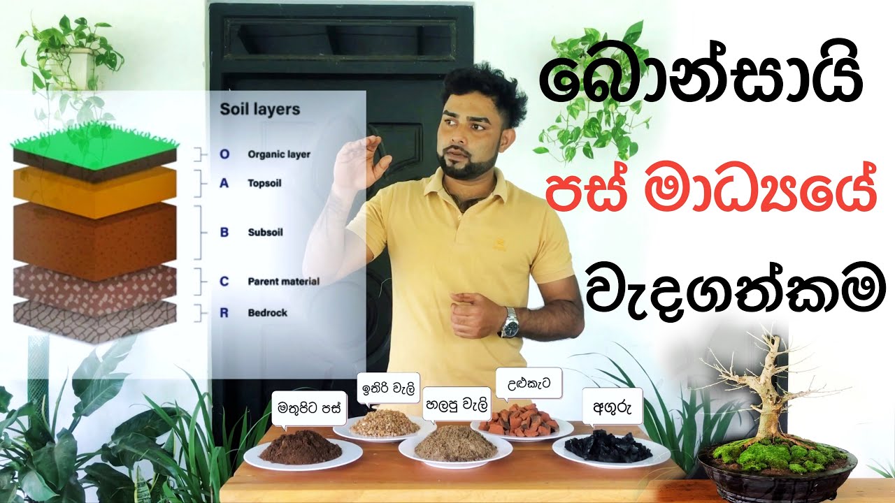 Bonsai soil mixture. Bonsai soil making at home. බොන්සායි පස් මිශ්රණය. බොන්සායි පස් මාද්‍යය