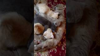 Cute kittens drinking of their mother&#39;s milk.