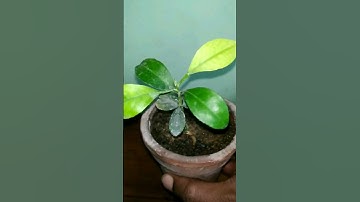 How to grow Lemon Tree From Fresh Seeds #shorts