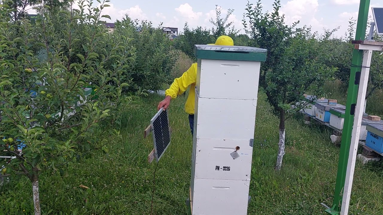 1668, Stupul Canadian total 131 kg si inca baga miere 5 corpuri, iulie 2023