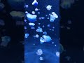 Nature therapy! 🪼#jellyfish #mothernature #naturetherapy #seacreatures