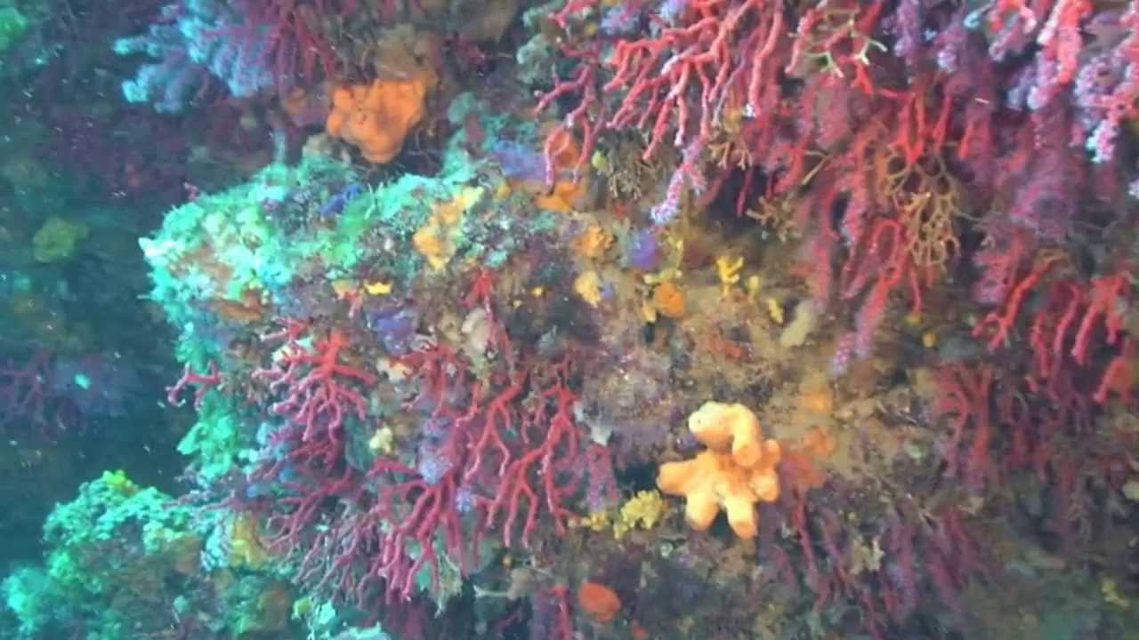 Le meraviglie dello Scoglio del Corallo - Argentario - agosto 2012