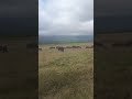 Grazing Wildebeests And Zebras Tanzania Ngorongoro Zebra Wildebeests Safari Safarisightings Grazing Wildebeests And Zebras Tanzania Ngorongoro Zebra Wildebeests Safari Safarisightings