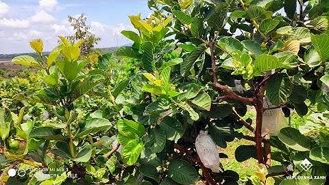 Chăm Sóc Cây Trồng Và Thu Hoạch Ổi Ruby Ruột Đỏ Tại Farm