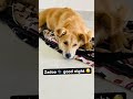 Good night guys 😅🧿😘 #animallife #trending #viralvideo #funny #pets #dog #shorts