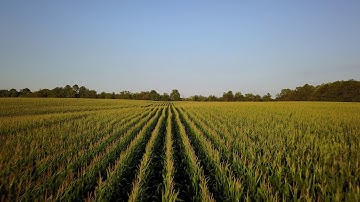 Corn Field Flyover - Drone