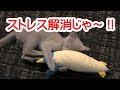 オススメ猫グッズ　けりぐるみ